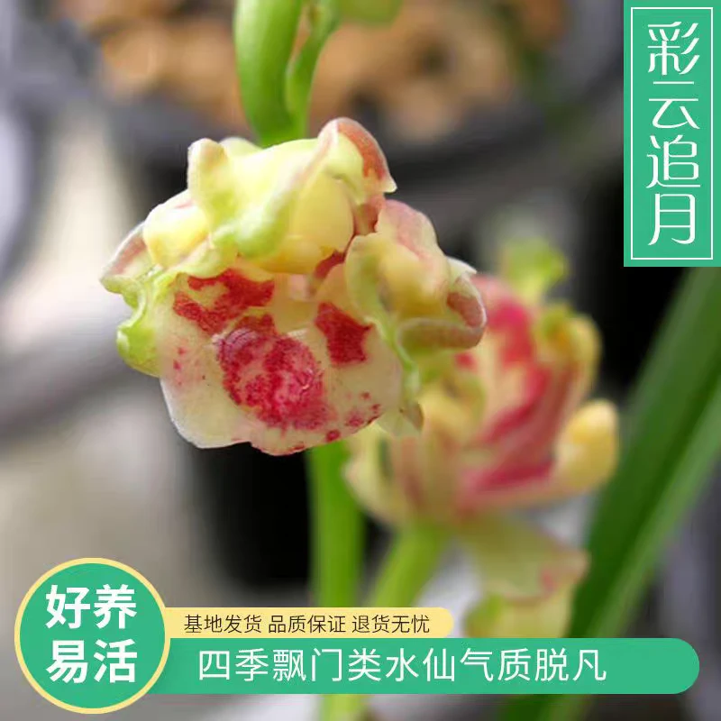 〖正品国兰假一赔十〗建兰彩云追月飘门水仙瓣经典浓香名贵高档兰花