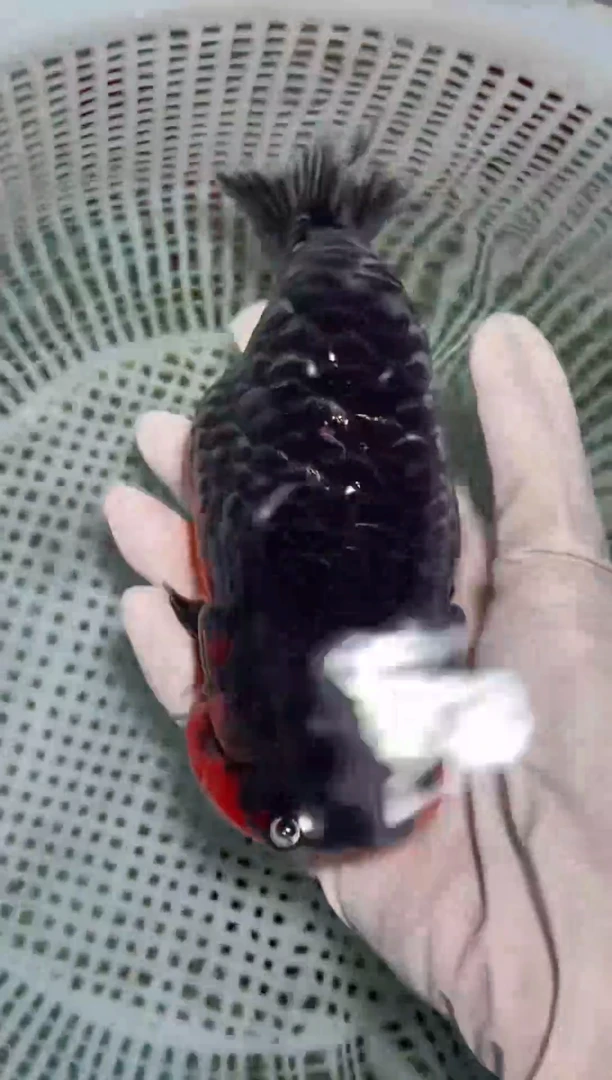 金鱼（运费到付，马印灯下展示）福州追鱼兰寿金鱼