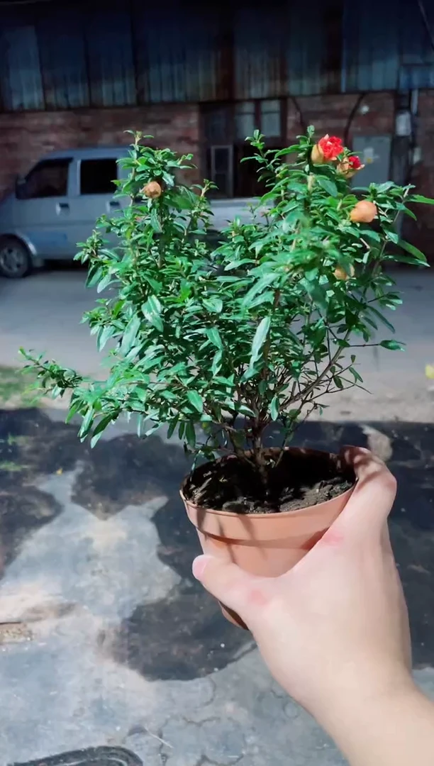 当前无花栽培后可以开花盆栽石榴