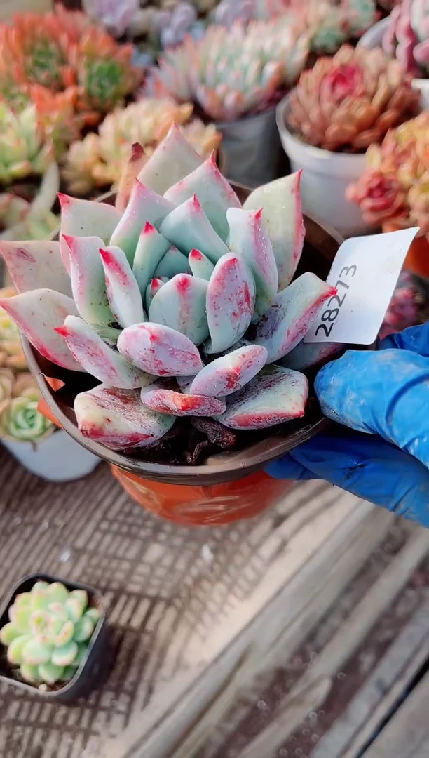 柳**明跃跃精品多肉28273