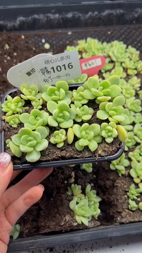 1016 草莓布丁切糕多肉植物多肉植物量拍