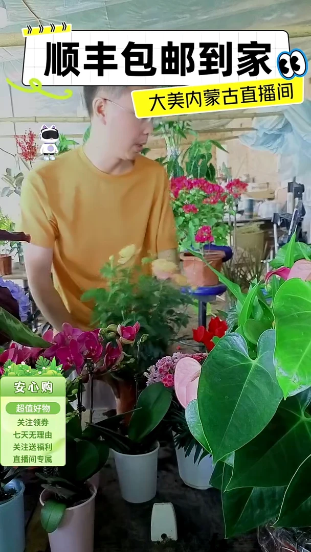 完全开放果汁月季