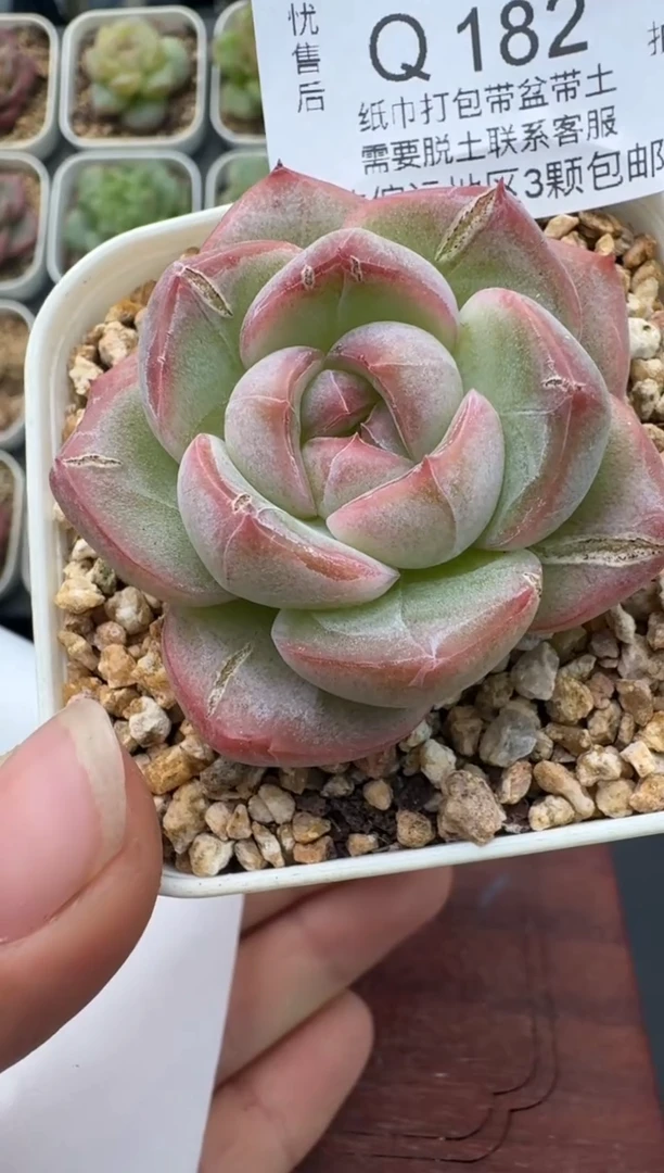 182T带盆土发 当场拍3颗以上包柚 多肉植物 一物一拍