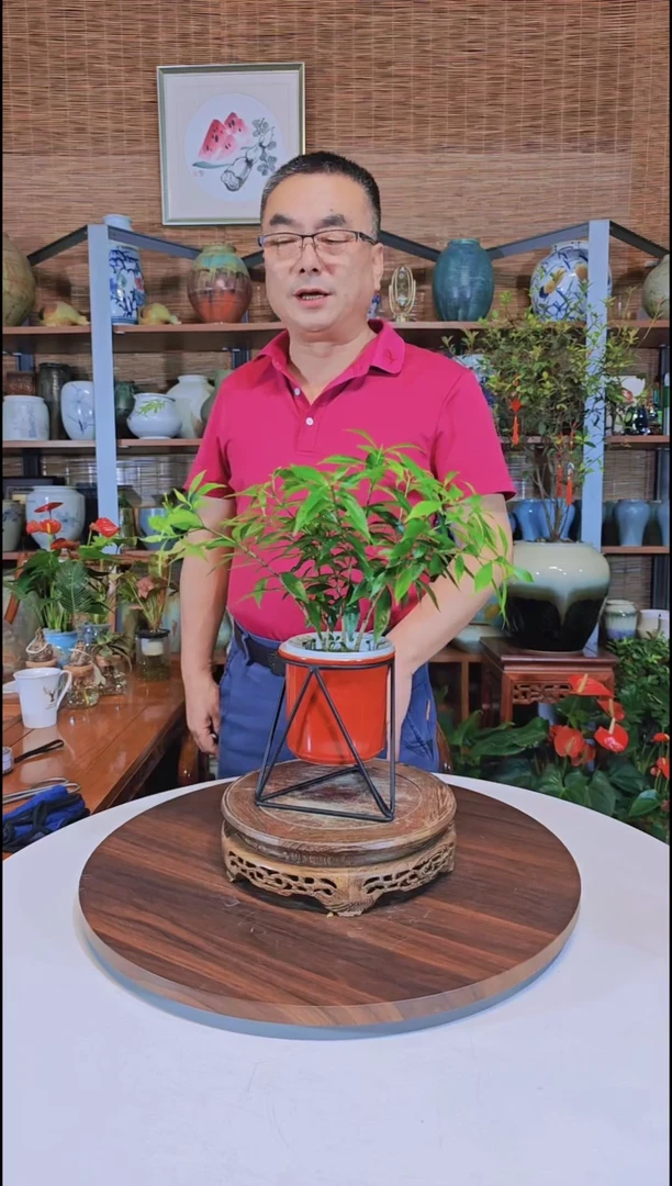 水之韵水培植物风车茉莉