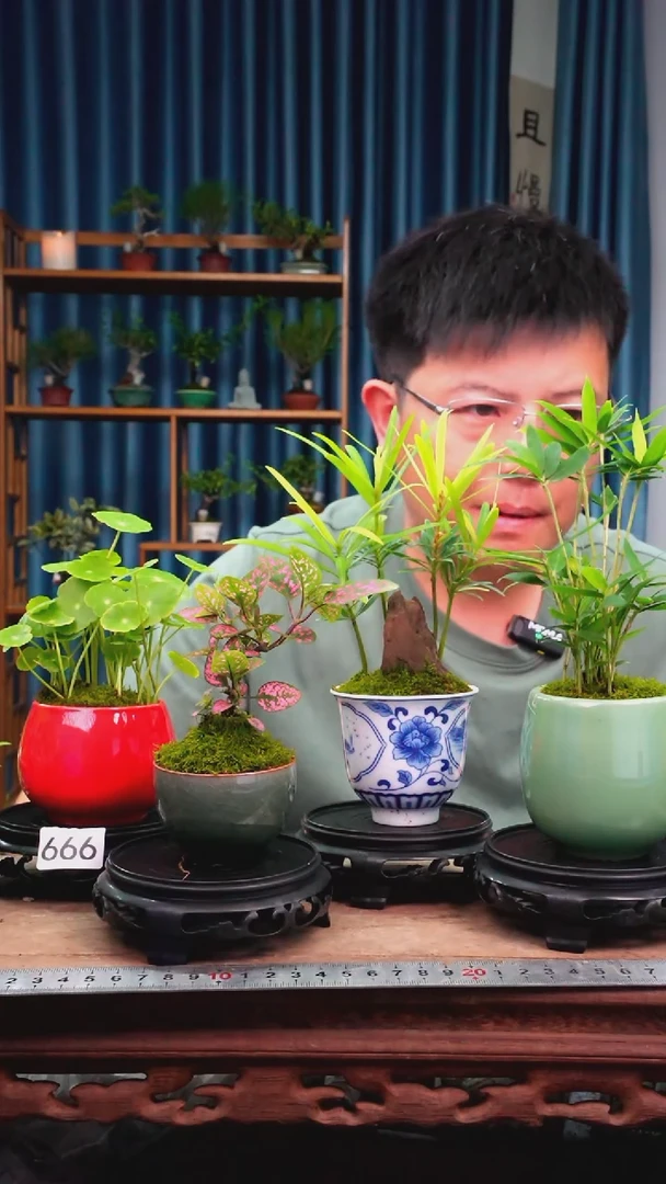 无花朵苔藓微景观666号