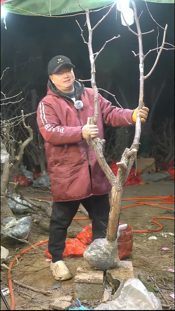 完全开放枣树494