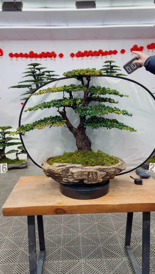 【闪购商品】盆景盆景