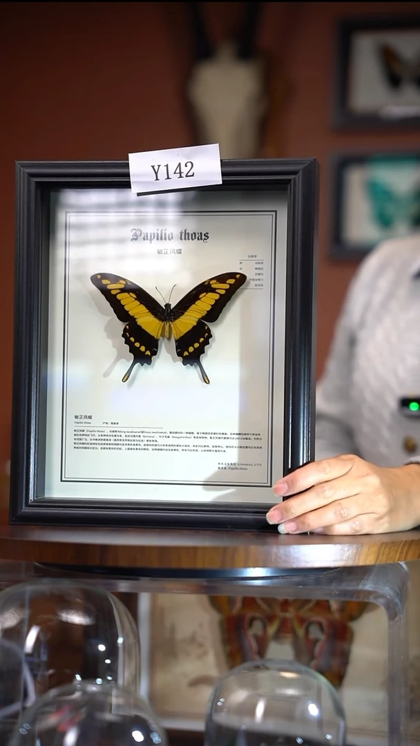 Y142     敏芷凤蝶