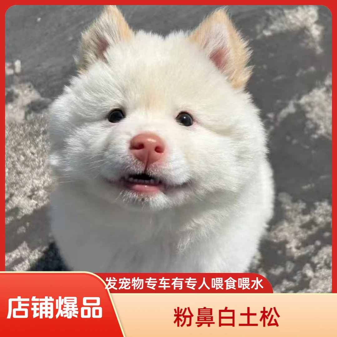 田园犬搬运工狗市代淘