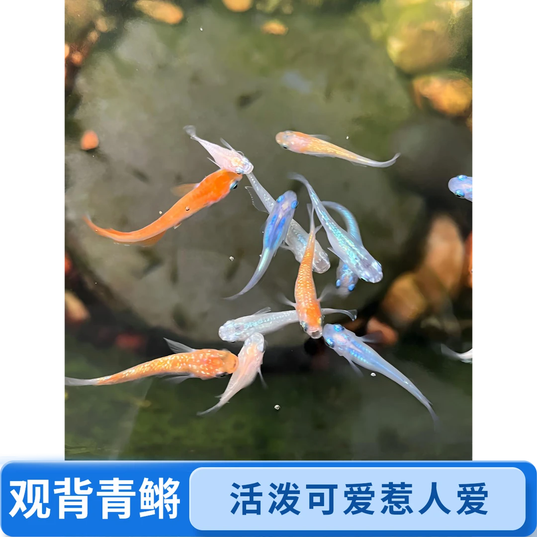 观背青鳉新人福音好养活