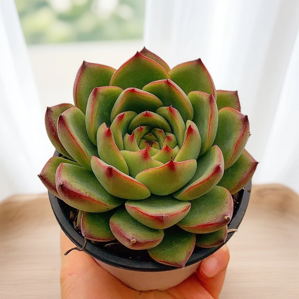 篝火  勾魂仙子  带盆 多肉【满15包邮】 以直播实物为准养护耐寒