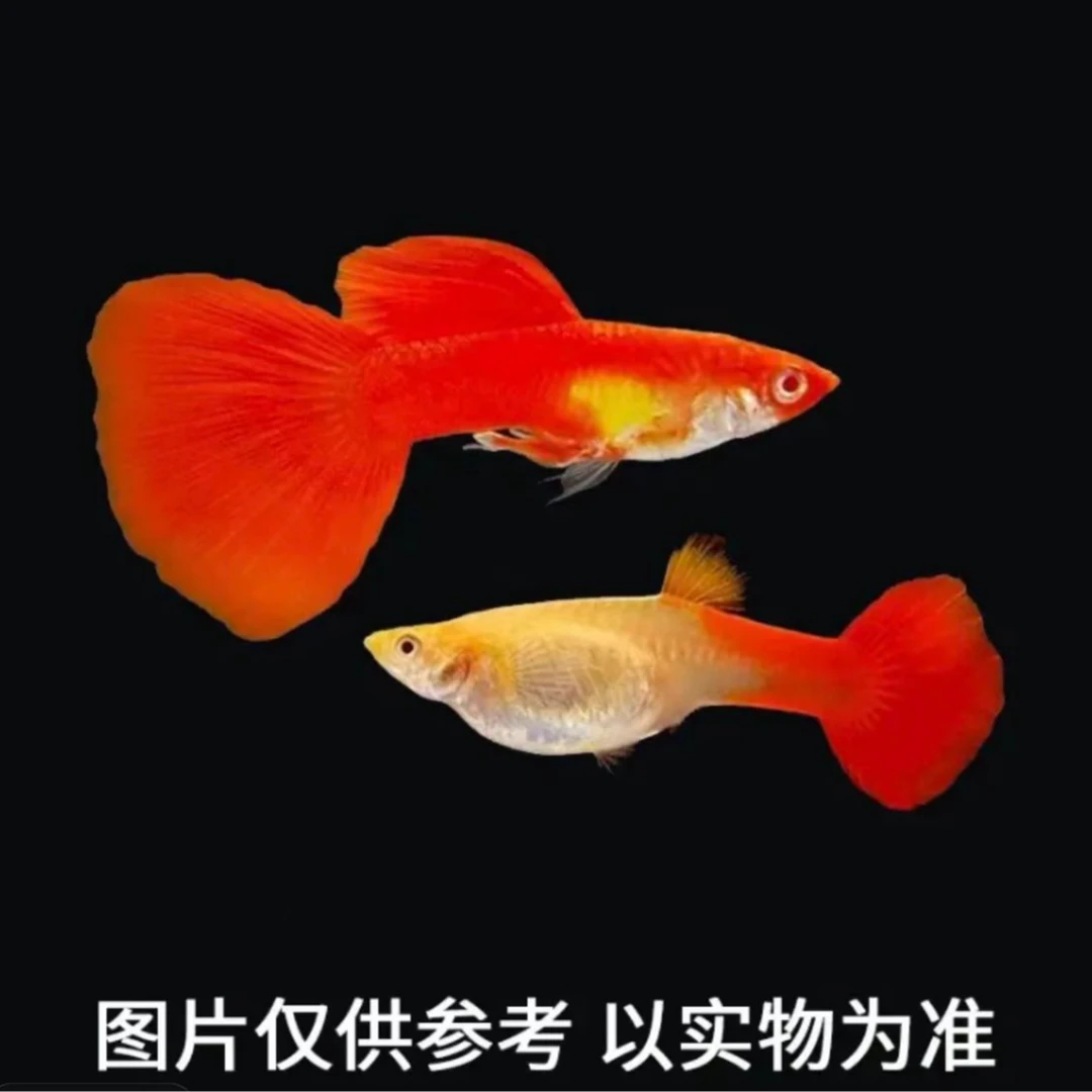 美系全红精品孔雀鱼 小型热带观赏孔雀鱼