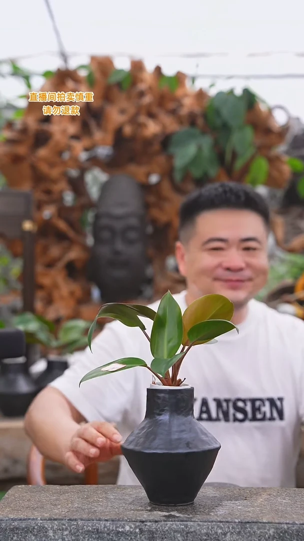 当前无花栽培后可以开花红钻黑丝瓷器528+