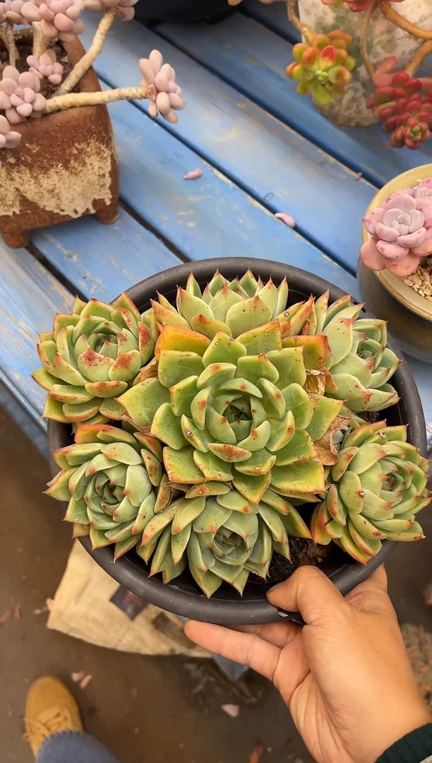 鸟槟 满20包邮发货