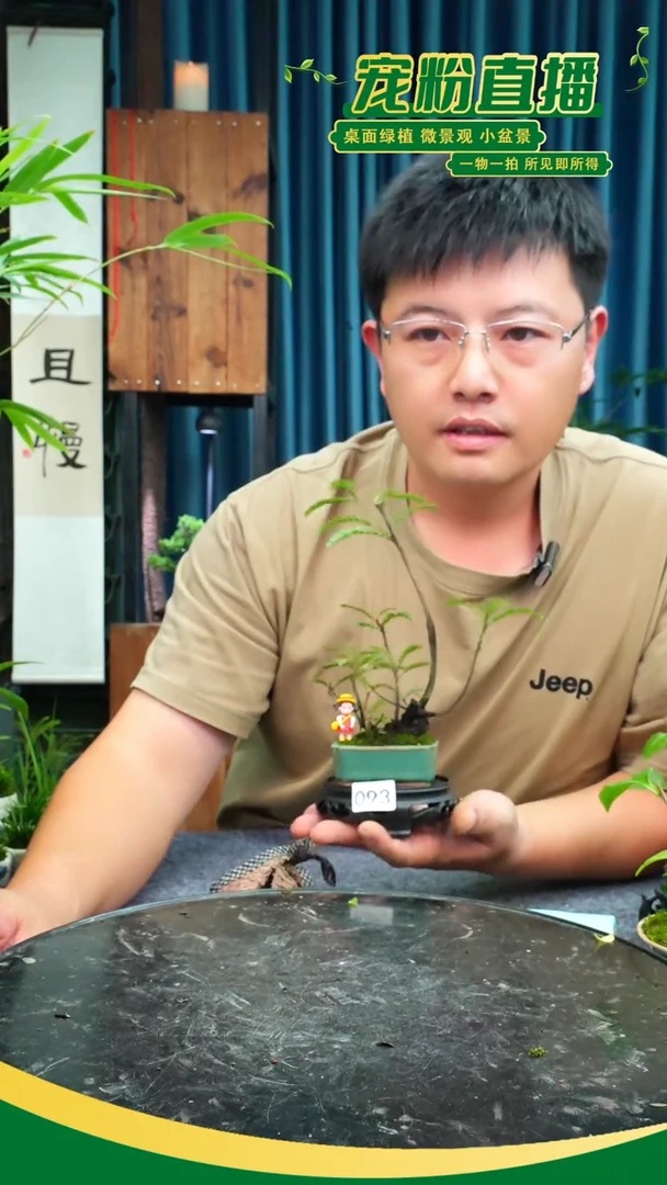 无花朵杨**y苔藓微景观093号