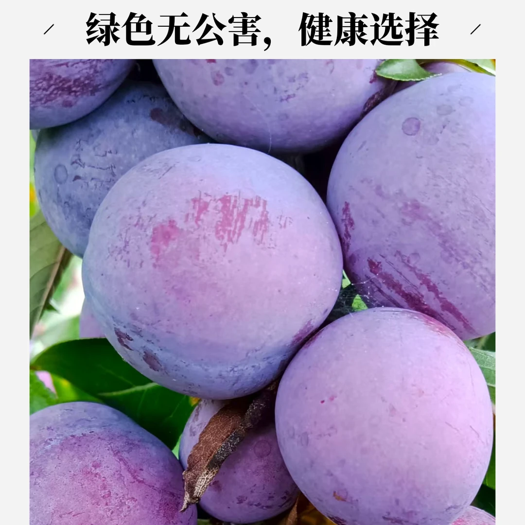 【顺丰包邮】脱骨李脆红李陕西高山脆李果园新鲜应季多汁脆甜水果