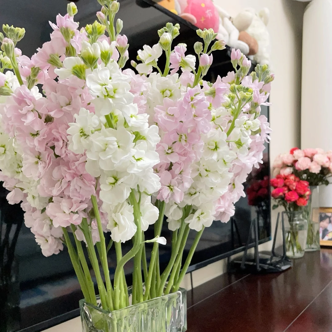 鲜花 2把不选色重瓣紫罗兰 鲜花批发不售后介意勿拍