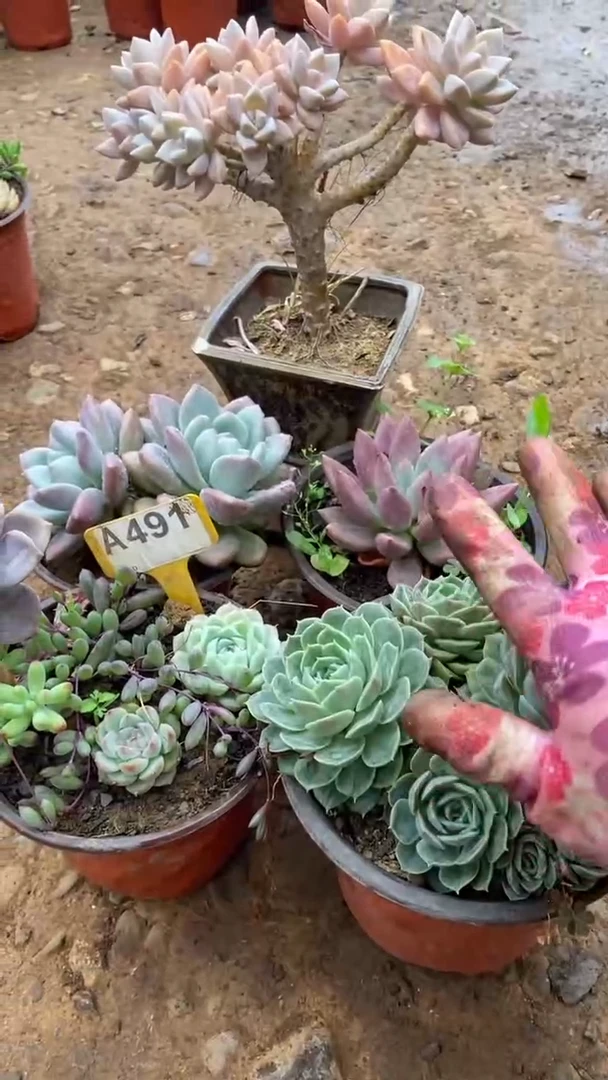A491闪购清风花木兰多肉组合脱土发货