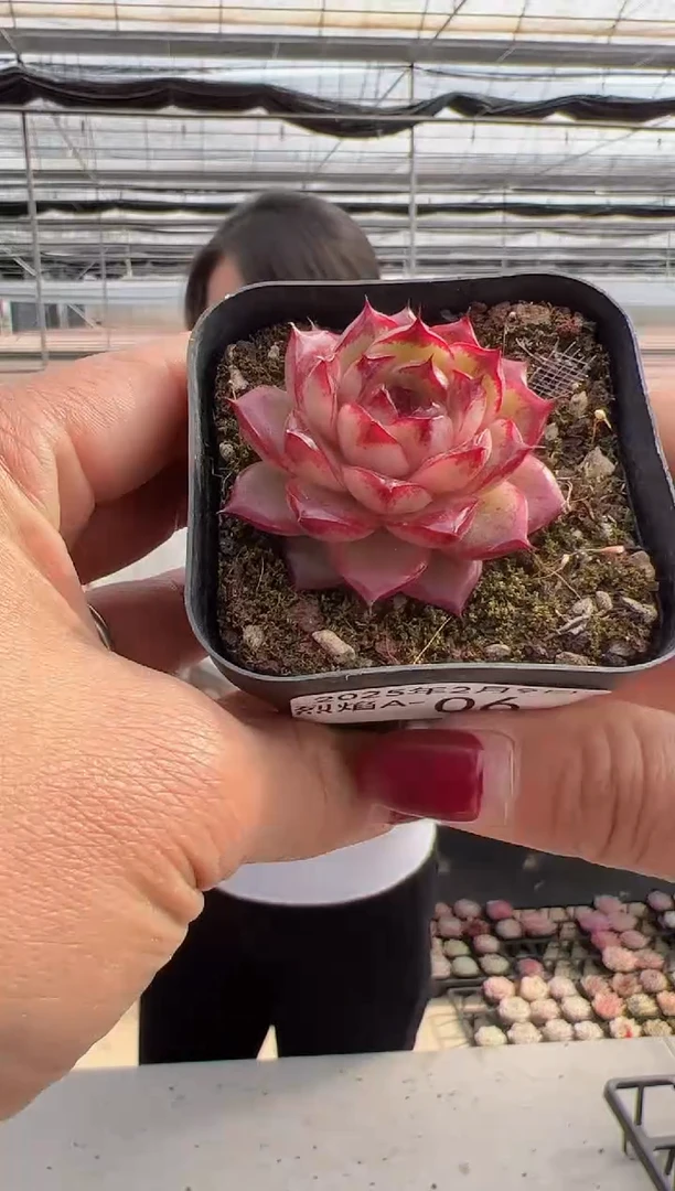 【闪购商品】烈焰A-6