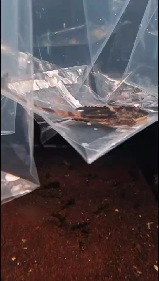 工具鱼L****王中通89号 黑魔神直升机8厘米一只