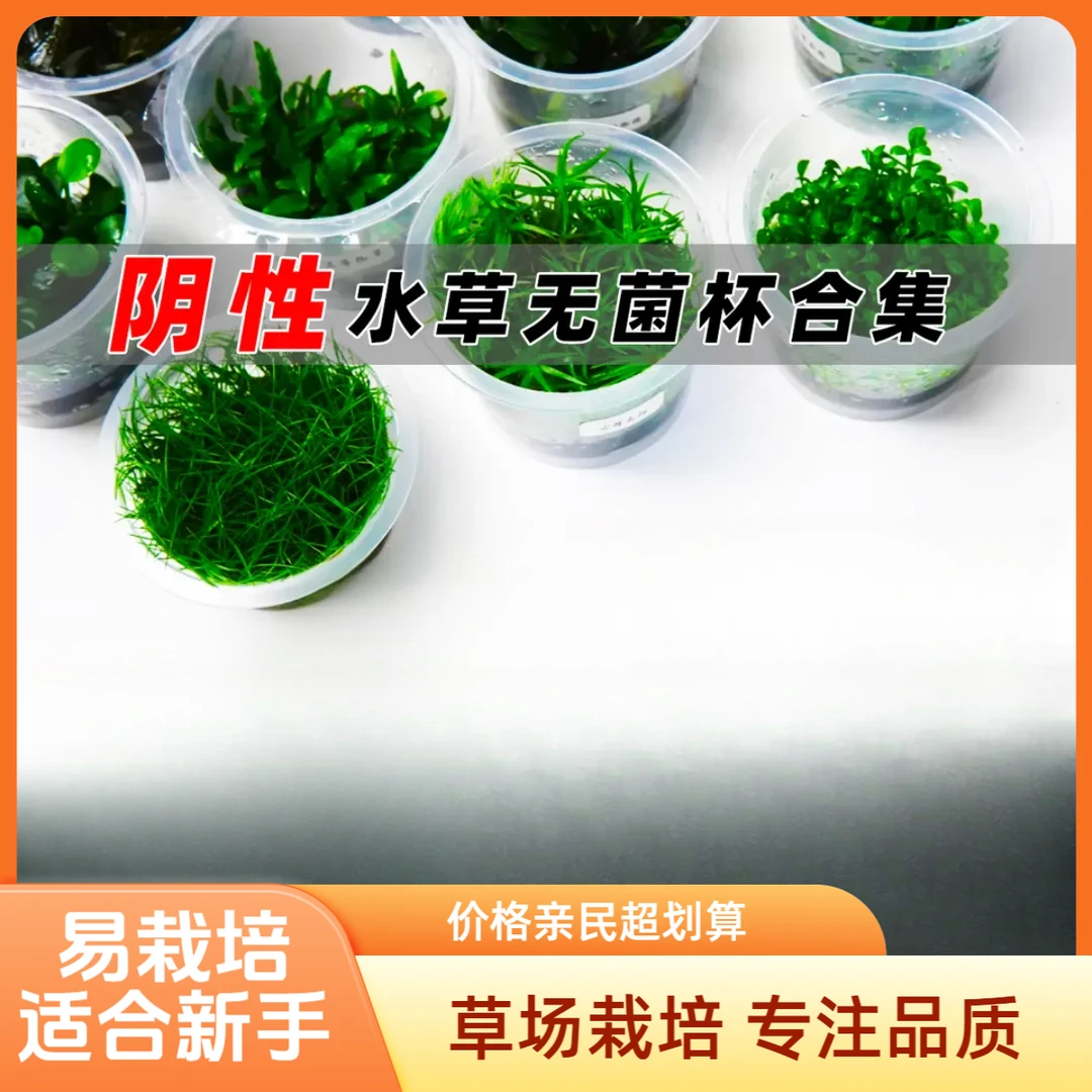 无菌杯水草合集新手净化水草养鱼水培前景淡水鱼缸水草淡水水草