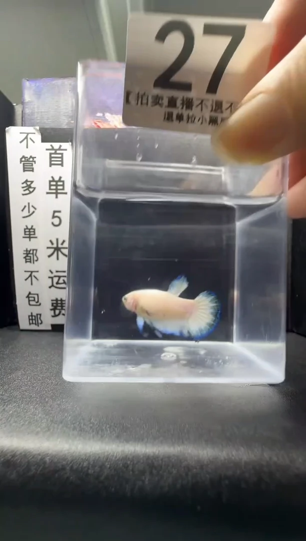 斗鱼母鱼编号：27