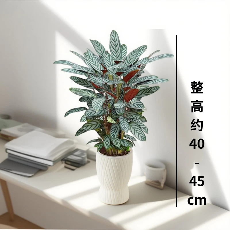 土培飞羽竹芋盆栽室内观叶耐阴土培好养易活客厅桌面绿植绿植盆栽