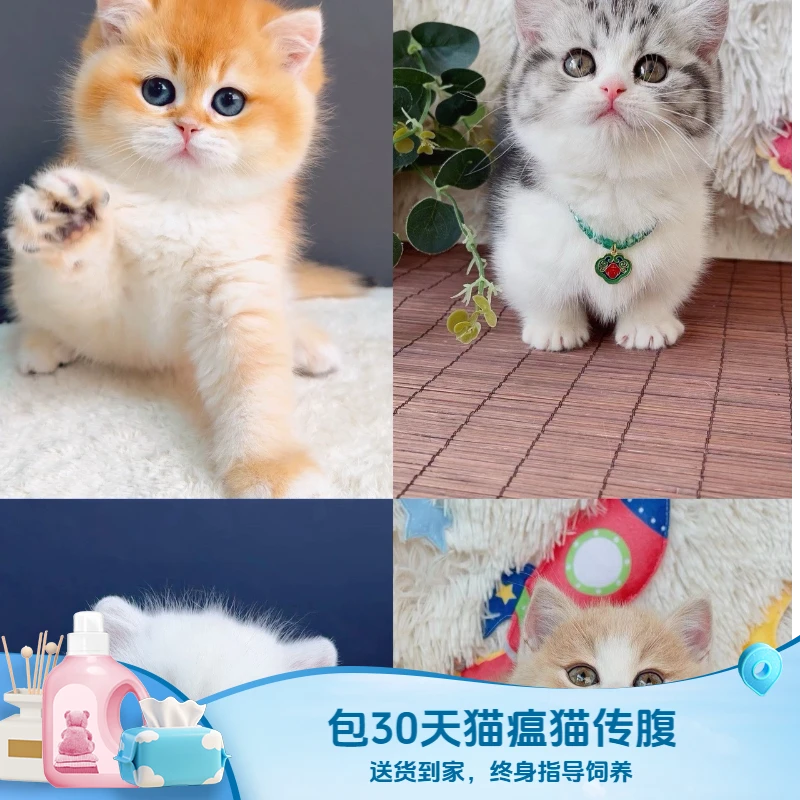 全品种可爱萌猫蓝金渐层美短加白起司矮脚长毛拿破仑保健康包子脸