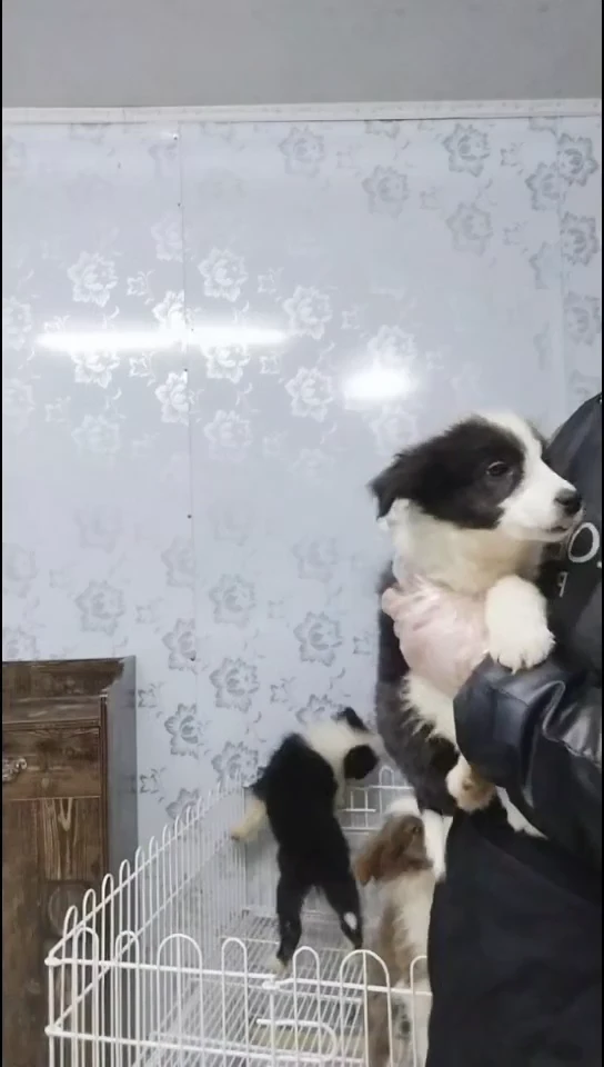 边境牧羊犬家庭治愈犬