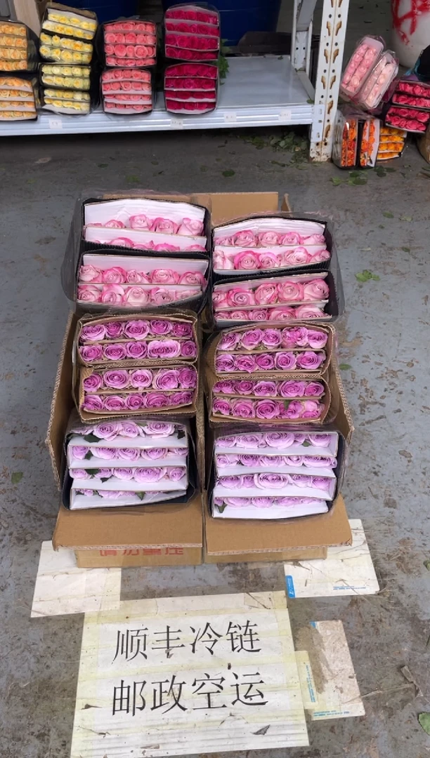 海洋之歌20枝+紫霞20枝+气场20枝