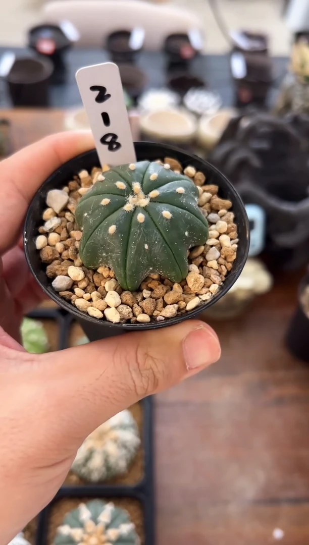 低趴指纹海星实生编码218