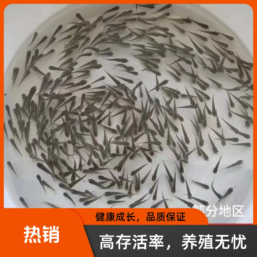 养殖场发货活体饲料鱼观赏鱼金龙鱼巴西龟鳄龟筏钓喂乌龟小鱼