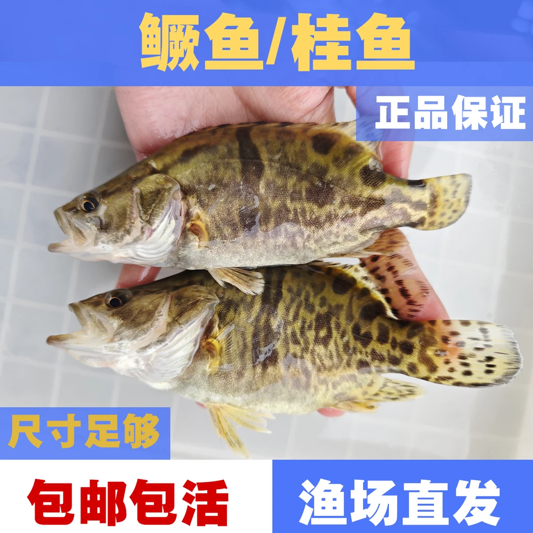 正宗鳜鱼桂鱼淡水鱼冷水鱼观赏鱼批发包邮