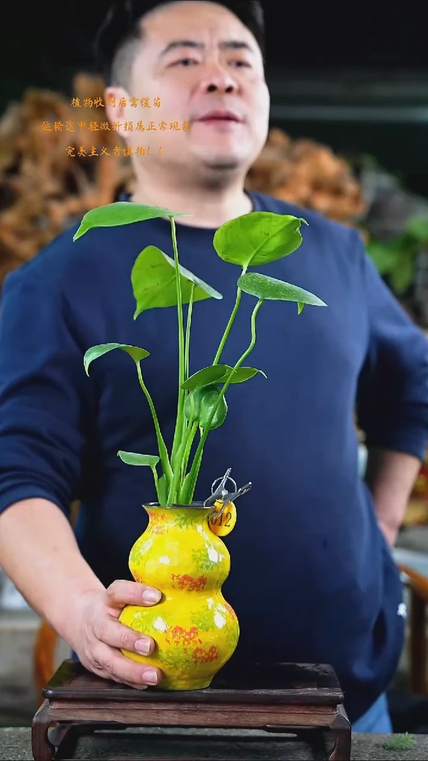 完全开放龟背（两颗以上）012T