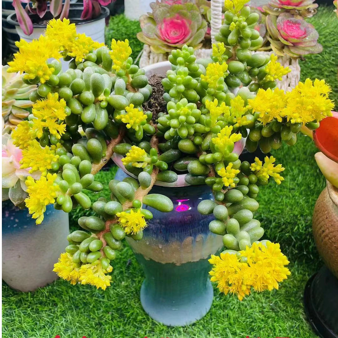 【绿龟之卵】 168多肉植物阳台办公室  以直播间展示为准 满15包邮