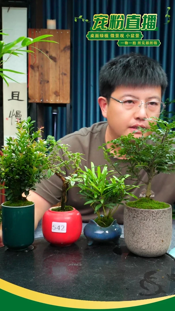 无花朵h****a苔藓微景观542号