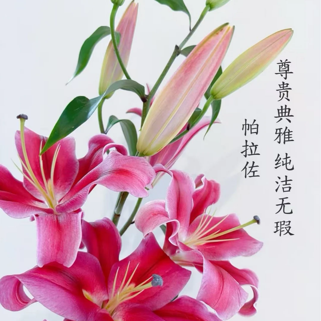 【帕拉佐香水百合】零下拍保温，否则冻坏不售后，云南基地现采
