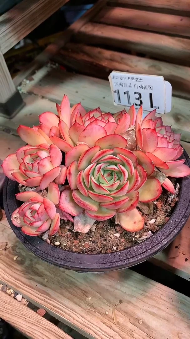 【闪购商品】113LLL