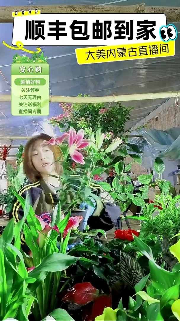 完全开放香水百合