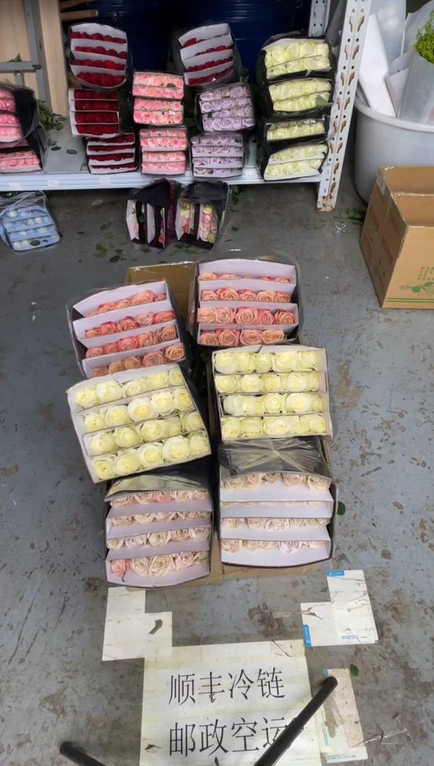 曼塔20枝+卡布20枝+骄傲20枝