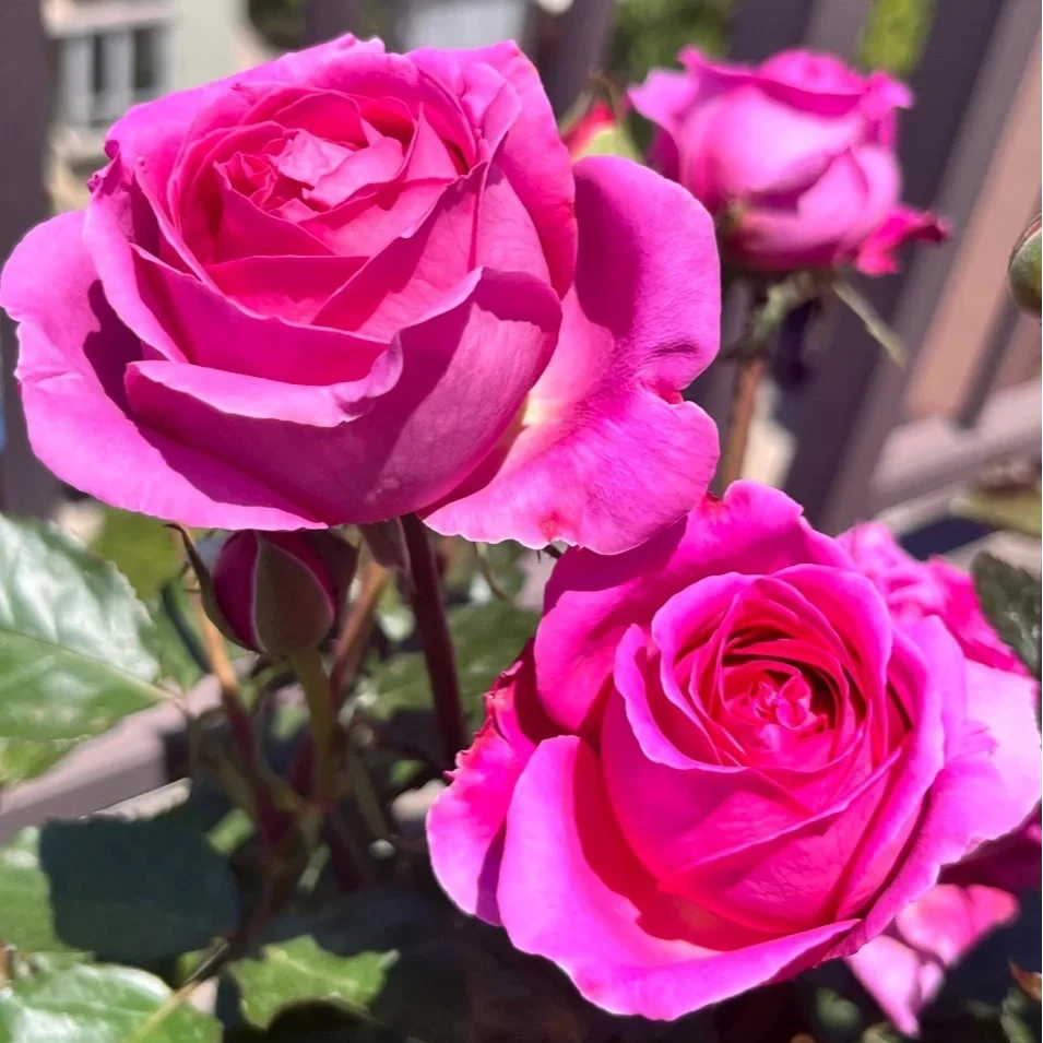 宜然园艺特拉方特2加仑特大花浓香勤花抗病阳台盆栽庭院地栽花苗