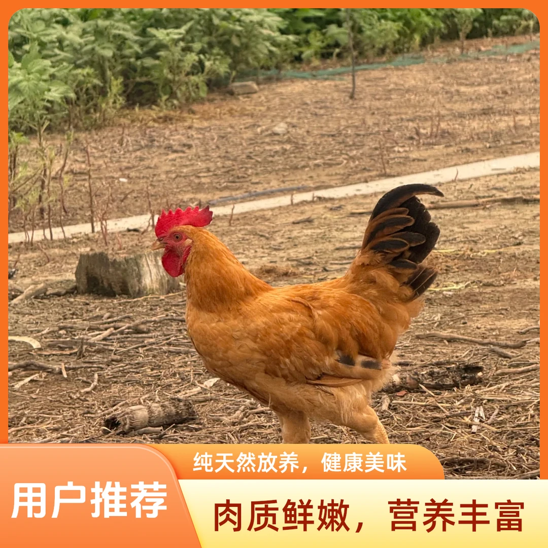 安徽农村散养童子鸡两只毛重6斤（净重两只3.5斤以上）大公鸡