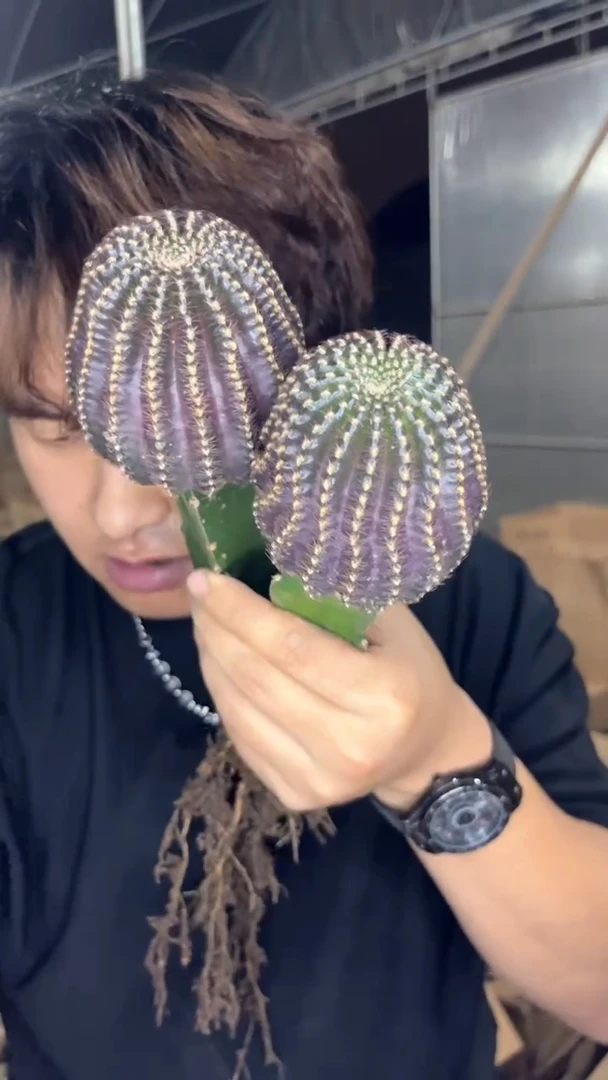 2颗 单头 紫皮纳米纳【嫁接】