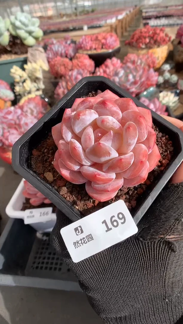 169雪天使一物一拍