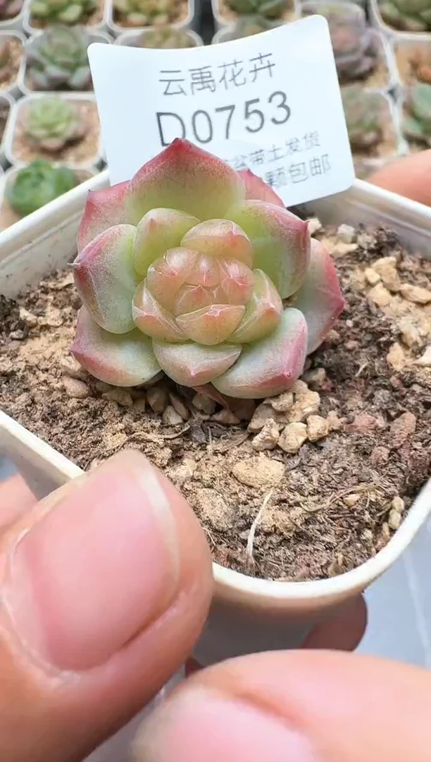 753D云禹多肉植物 带盆土纸巾打包 3颗包邮