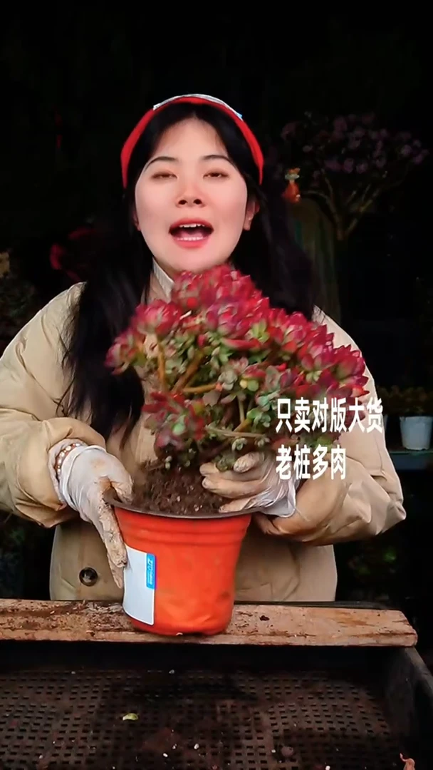 【闪购商品】红稚莲19号