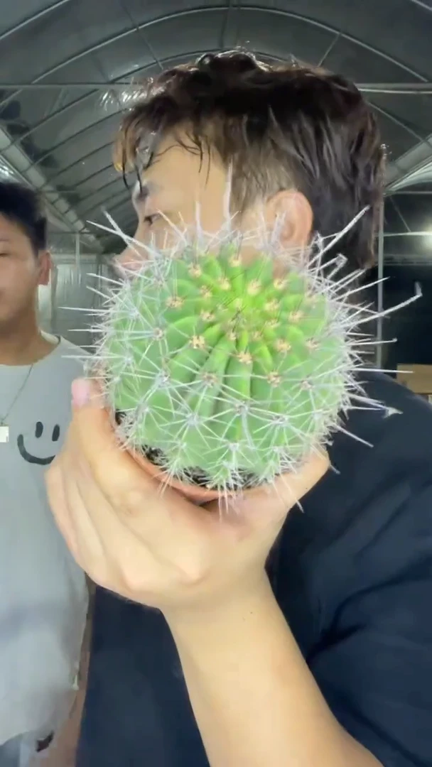 2颗 大单头 凤冠 6-8cm