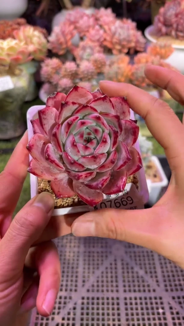 【闪购商品】07669