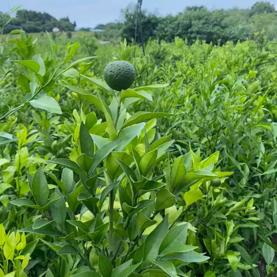 森耘雨嫁接苗木家庭盆栽地栽南北方均可种植成活率高