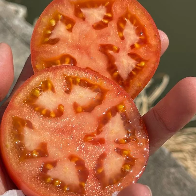 蜂吻古早番茄老味道沙瓤新鲜应季酸甜多汁粉糯树上熟